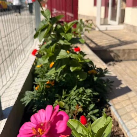 Apartman One Napospart